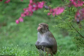 湖南张家界：春日猴趣图片