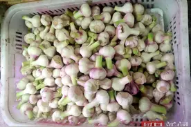 春季新蒜头大量入市，“蒜你狠”身价跌去一半图片