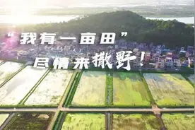 水田插秧！徒手抓鱼！斗门“一亩田”太野了…图片