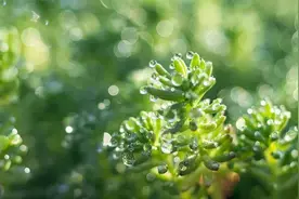 近期雨水多，这个祛湿良药了解一下图片