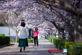 青岛西海岸新区：泊里镇樱花大道花开正盛 灿然若雪图片