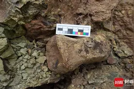 四川自贡再次发现14处恐龙化石：数量多分布广国内罕见，有可能与大山铺恐龙化石群相媲美图片