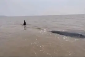 突发！超10米长的鲸鱼在浙江海域搁浅！现场正在营救图片