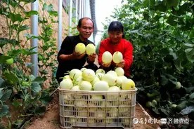 硕果累累丰收季！济南济阳宋家村的甜瓜熟了，瓜农笑开颜图片