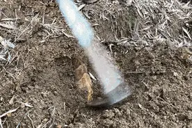 “夺笋哪”？官方提示：这样挖笋不可以图片