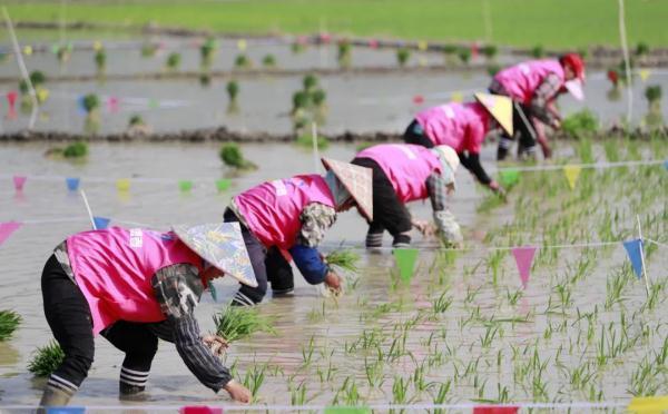 谷雨时节赏牡丹，还有哪些农事、乐事？