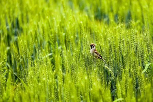 谷雨时节赏牡丹，还有哪些农事、乐事？