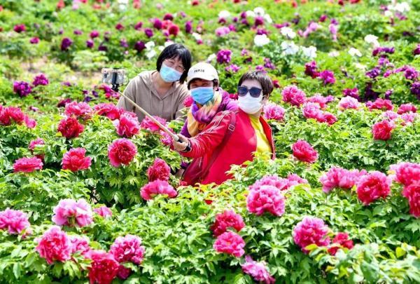 谷雨时节赏牡丹，还有哪些农事、乐事？