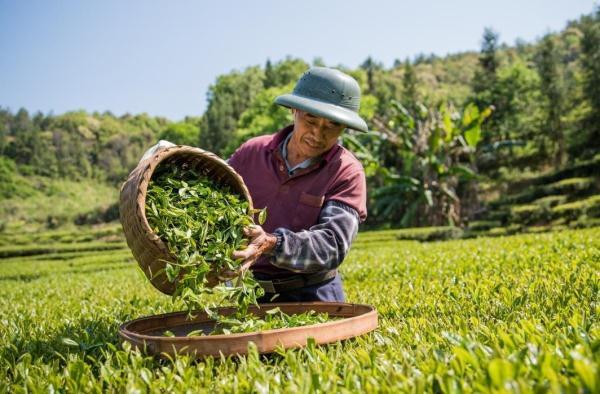 谷雨时节赏牡丹，还有哪些农事、乐事？