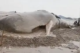 象山搁浅抹香鲸在渔政船牵引下游向深海，系一级重点保护动物视频封面