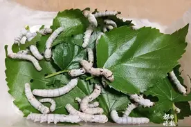 一叶难寻！昆明家长为了这件事，快把树叶薅没了…图片
