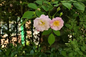 文化博览 | 蔷薇花曾做西域香水料 白居易戏言将它娶为妻图片