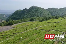 张家界市武陵源区：莓茶春季采摘忙图片