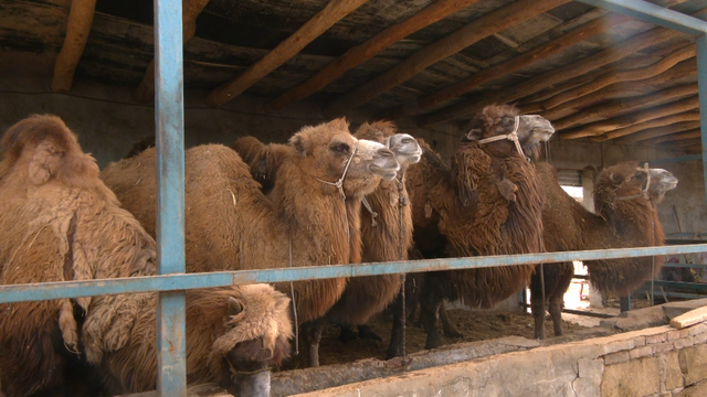 涔℃潙鎸叴锛氭柊鐤嗛樋鍏嬭嫃甯傦細鑷村瘜璺笂椹煎ザ棣? onerror=