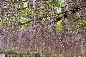 玉渊潭公园春花接力，浪漫“紫藤隧道”等您来打卡图片