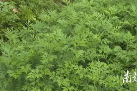 艾糍粑，春天里的美食图片