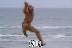 3岁女孩家门口玩耍被野猴拖走！野生动物“肇事”，谁来买单？图片