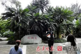 千年铁树开花啦！就在南宁青秀山风景区图片