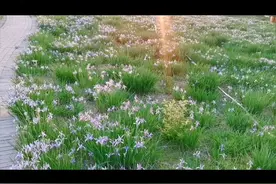 马閵花开的春天图片