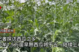 记者探访“西瓜之乡”中牟1.5万亩早熟西瓜将于五一期间上市视频封面