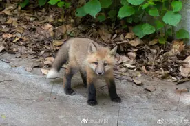 又萌又仙！武大网红小狐狸珞珞当妈妈了图片