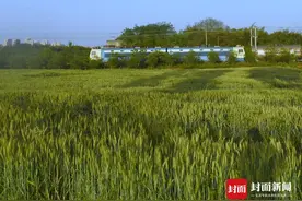 成都青龙湖畔有片麦田 适合拍出田园美片 约上小伙伴出发吧图片