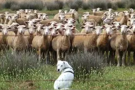 美国性邪教控制成员运用的心理学三原理图片