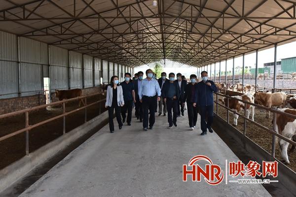 平顶山市副市长王永记到汝州调研畜牧行业生产建设情况
