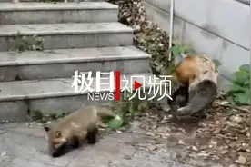 武大网红狐狸珞珞“结婚生子”，观察者们说它是爸爸图片