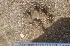 黑龙江又现野生东北虎足迹 体重约150公斤图片