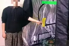 南宁一男子自学技术种大麻，还没发芽就被抓……图片