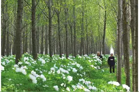 一朵花的力量——“中国牡丹之都”菏泽走访记图片