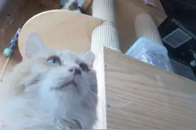 疫情下的宠物医院：宠物慢性病因封控拖到“不行了”，老年肾衰肿瘤死亡后无法火化，有猫咪从高处坠楼图片