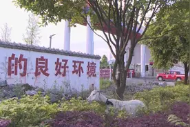 羊来了！羊怎么来了？图片