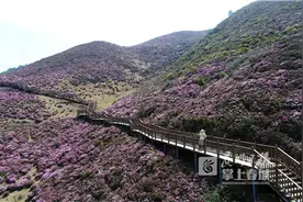 禄劝马鹿塘杜鹃花海带你打卡烂漫春光图片