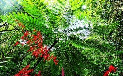 迷你世界雨林破解版本（海南热带雨林国家公园只为青山猿鸟乐）