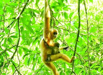 海南热带雨林国家公园：只为青山猿鸟乐