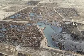 2元一斤，有人还在盗卖“国宝”图片