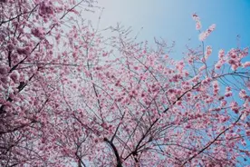 万物生长的春天，当心抑郁来犯图片