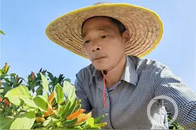 重庆种子“变形记”③丨一粒辣椒种子撑起的“火红产业”图片