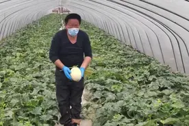 呼叫上海“团长”：玉菇瓜已熟，瓜农却想哭图片