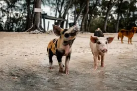 你买的异宠，搞不好能让你入狱图片