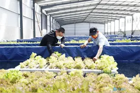 图说｜泗洪：鱼菜共生 循环种养图片