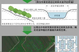 韧性城市｜城市边缘地区红树林生态修复的经验与问题图片