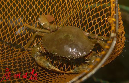 韬竟濂界墿鈶犱辅鈥滆煿涓寘鍙扳€濇繁钘忓崡娌? onerror=