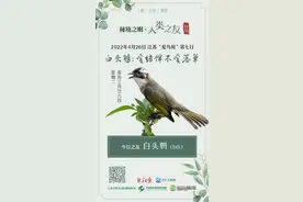 秘境之眼·人类之友 日历 | 白头鹎（bēi）：爱结伴不爱落单图片