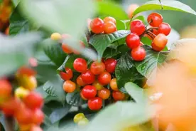 樱桃熟了，快来“炫”！图片