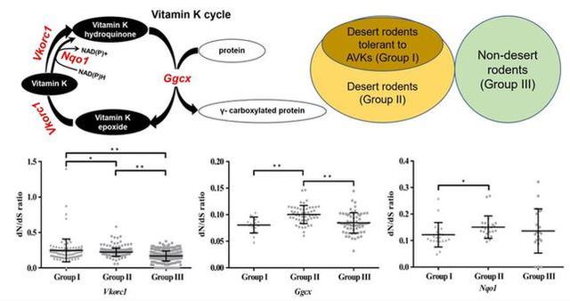 干旱区鼠类为何耐药性更强？基因给出答案
