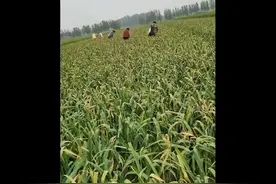 喜迎丰收！菏泽农户田间采摘忙，蒜苔拔节而出青翠鲜嫩图片