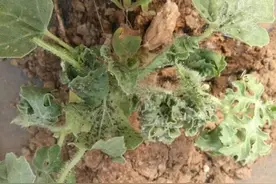 春季西瓜和甜瓜必防害虫系列(一)——蚜虫图片